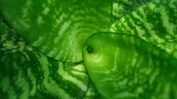 绿色的叶子图片下载