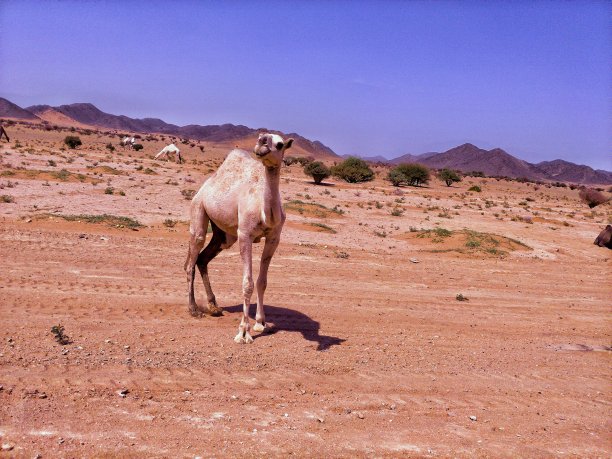 沙漠中的骆驼图片下载