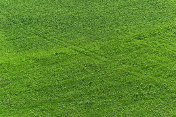 绿色的草地。图片下载