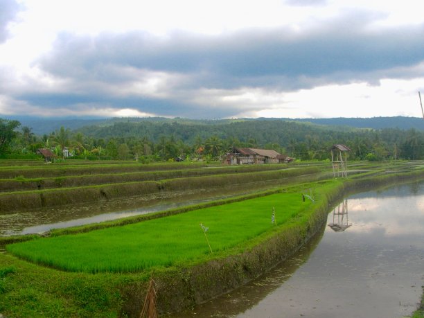在亚洲有水的绿色稻田图片下载
