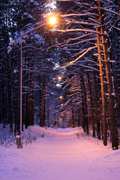 冬天的傍晚在森林里点亮灯笼图片下载