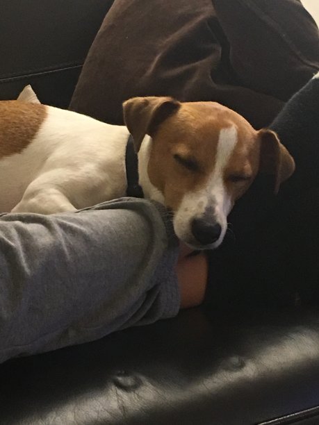 杰克·罗素，正在打盹图片下载