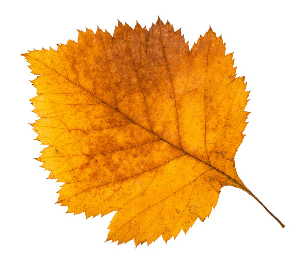 干枯的山楂秋叶剪下来图片下载