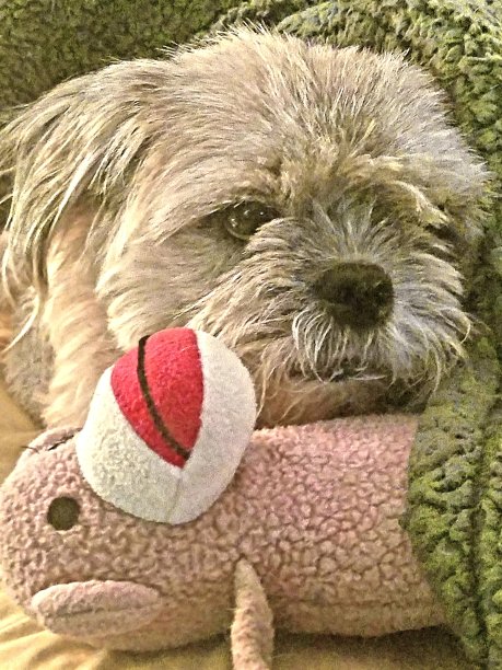 我和我的猴子图片下载