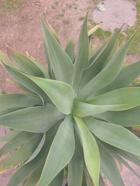 春天的花草。图片下载