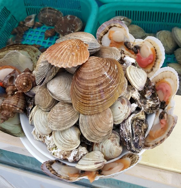 很多的贝壳图片下载