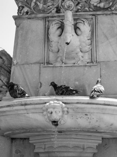 意大利博尔扎诺沃特尔广场，鸽子在沃特尔·冯·德·沃格尔韦德雕像下的喷泉中沐浴图片下载