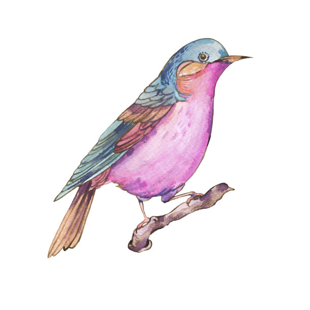 Ð色彩斑斓的水彩画，鸟孤立在白色的背景上图片下载