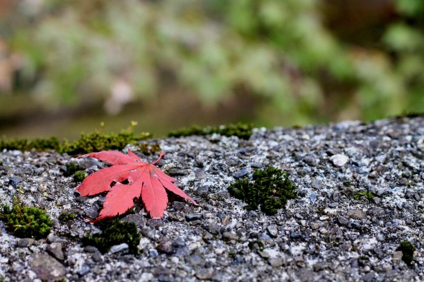 岩石上的红枫叶特写镜头图片下载