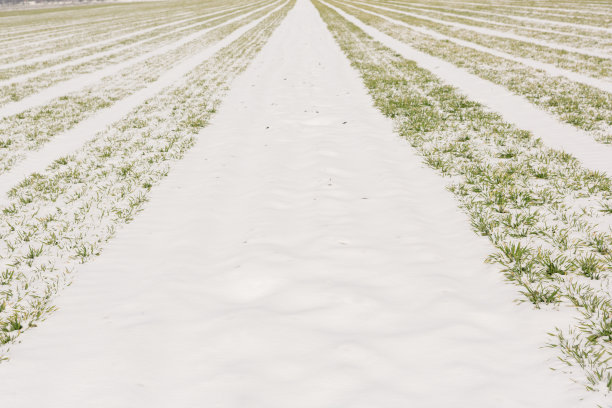 田野里覆盖着绿油油的麦芽雪，农业观图片下载