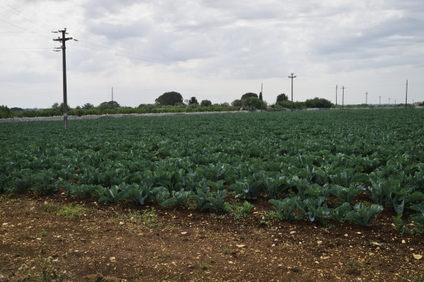 蔬菜生长。图片下载