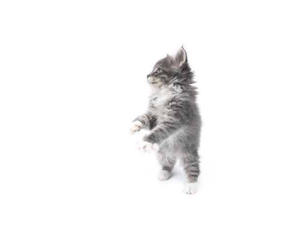 缅因猫工作室拍摄图片下载