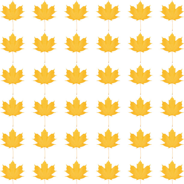 图案黄色枫叶鲜艳图片下载