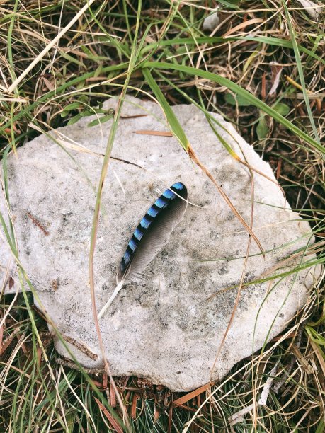 岩石上美丽的黑色和蓝色条纹鸟羽毛图片下载