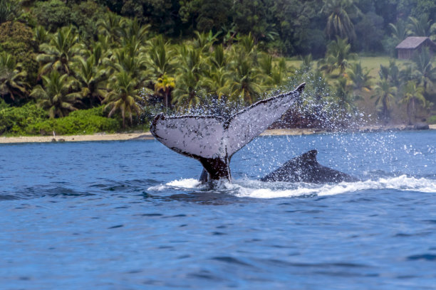 驼峰，马达加斯加。圣玛丽岛。图片下载