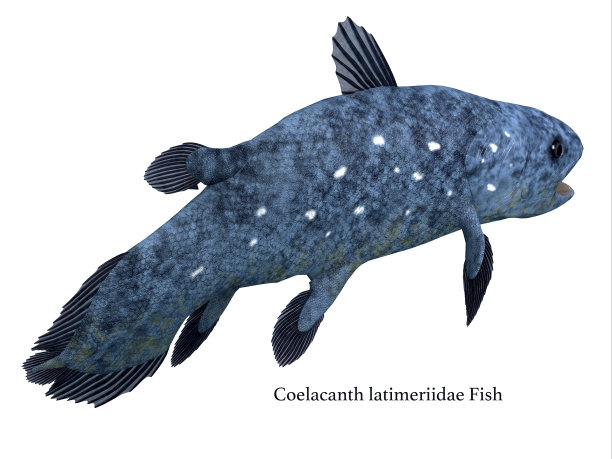 腔棘鱼尾巴与字体图片下载