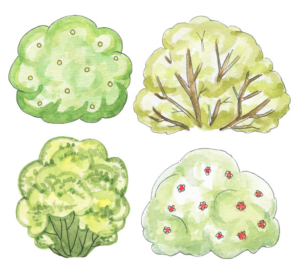 水彩画四种不同的灌木图片下载