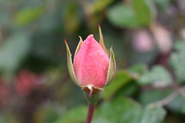 玫瑰花蕾图片下载