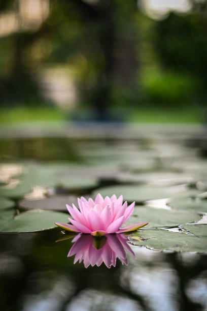 美丽的荷花在雨后的水在花园里。图片下载