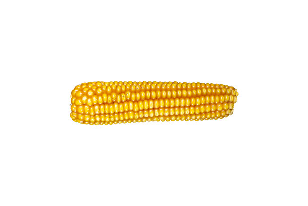 黄熟干燥杜鹃穗图片下载