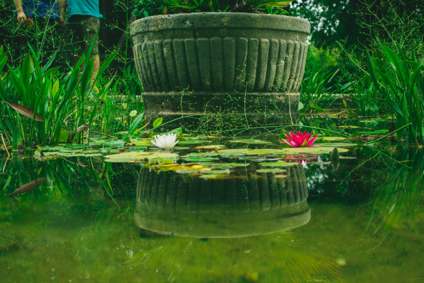 红白相间的荷叶睡莲，郁郁葱葱的绿水泉图片下载