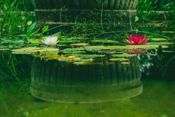 红白相间的荷叶睡莲，郁郁葱葱的绿水泉图片下载