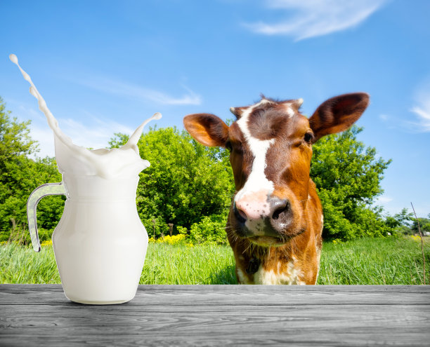 牛奶壶与溅在小牛的口吻的背景图片下载