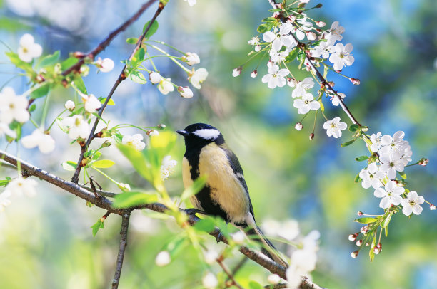 美丽的小鸟山雀坐在樱花的树枝上图片下载