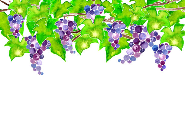 葡萄框架图片下载