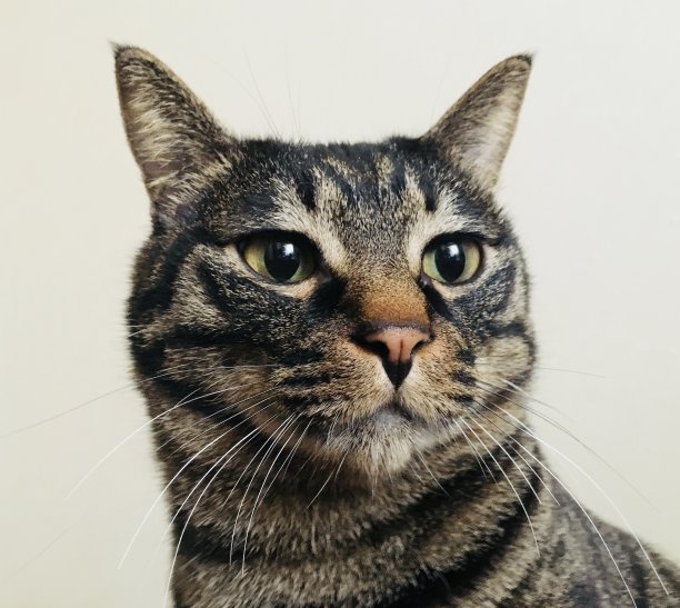 老虎cat2图片下载