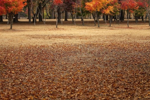 秋-VA104图片下载