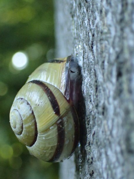 温伯格施内克·克里希特图片下载