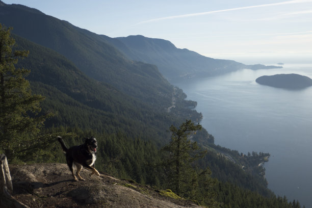 带着狗散步图片下载