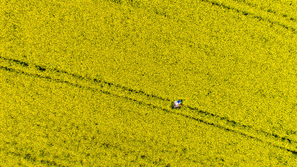 正上方的油菜田图片下载