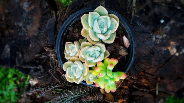 小瓶植物图片下载