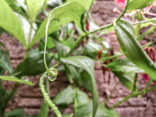 雨滴和卷曲的叶子图片下载