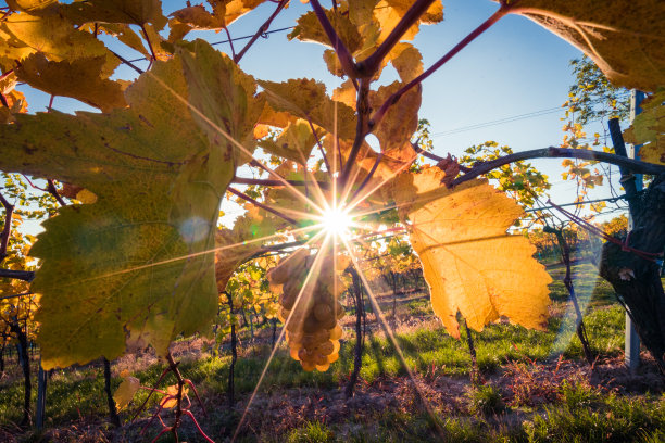 葡萄熟了图片下载