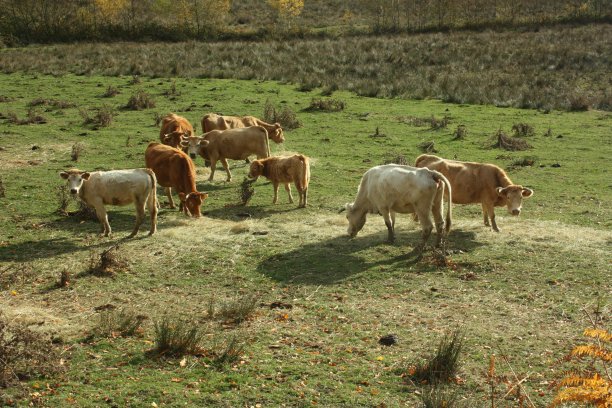 牛在草地上，草地和饲料的季节图片下载