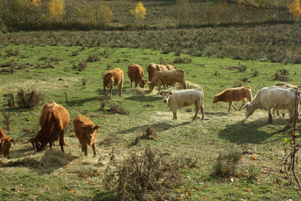 牛在草地上，草地和饲料的季节图片下载