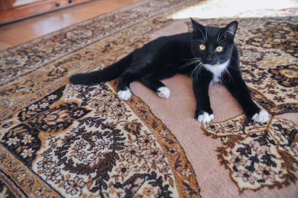 家猫躺在苏联式的地毯上图片下载