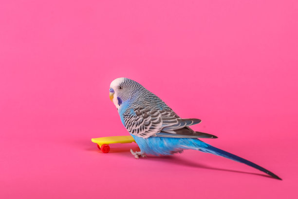 天蓝色波浪鹦鹉与塑料玩具滑板在颜色的背景图片下载