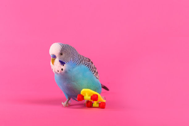 天蓝色波浪鹦鹉与塑料玩具滑板在颜色的背景图片下载