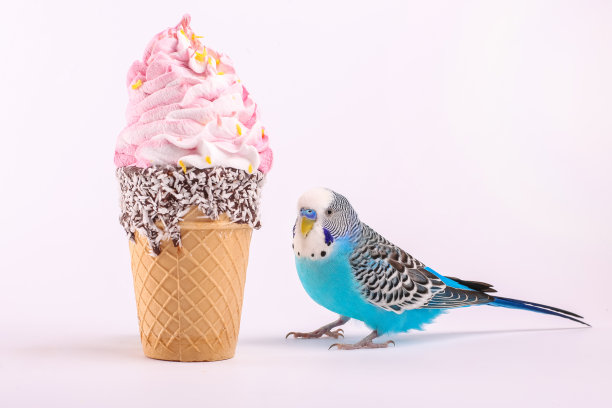 天蓝色波浪鹦鹉与冰淇淋的颜色背景图片下载