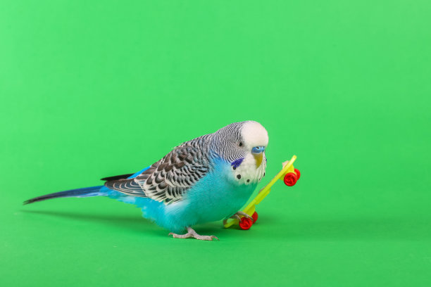 天蓝色波浪鹦鹉与塑料玩具滑板在颜色的背景图片下载