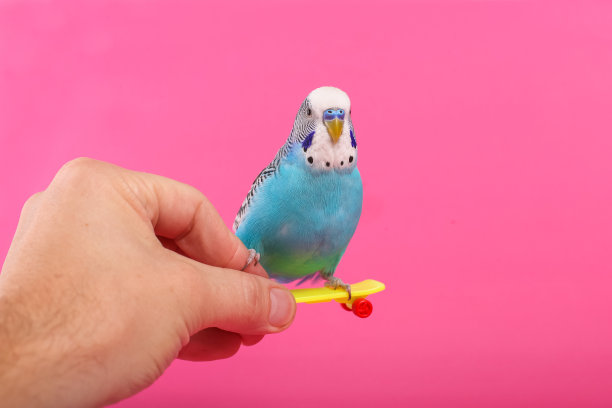 天蓝色波浪鹦鹉与塑料玩具滑板在颜色的背景图片下载