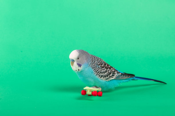 天蓝色波浪鹦鹉与塑料玩具滑板在颜色的背景图片下载