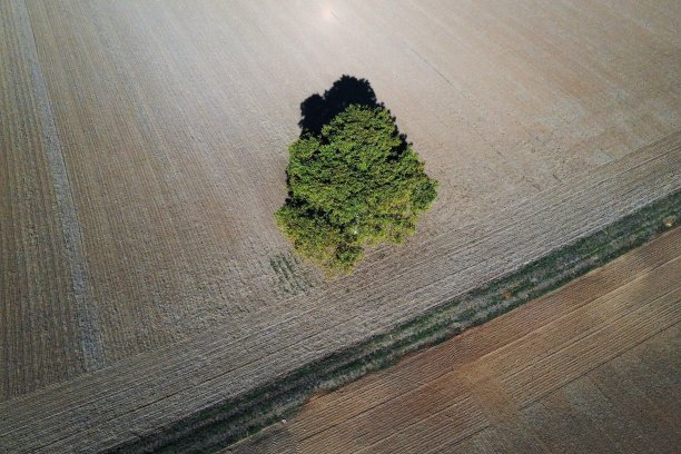 无人机图片:树木和田野图片下载