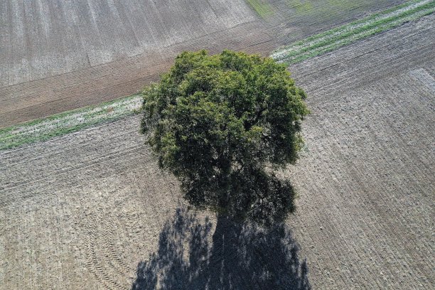无人机图片:树木和田野图片下载