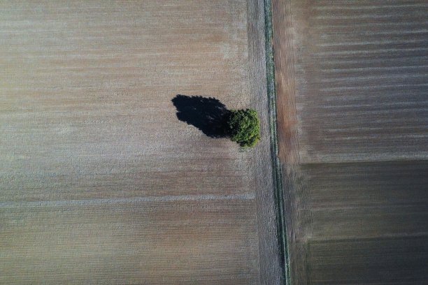 无人机图片:树木和田野图片下载