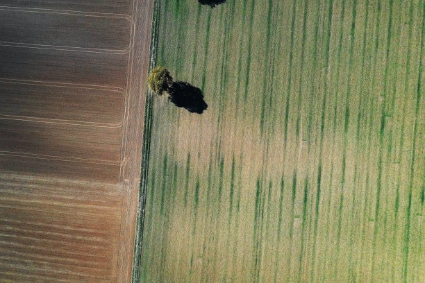 无人机图片:树木和田野图片下载